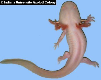 Red Axolotl