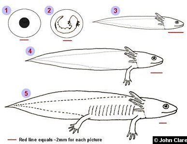 Axolotl Regeneration